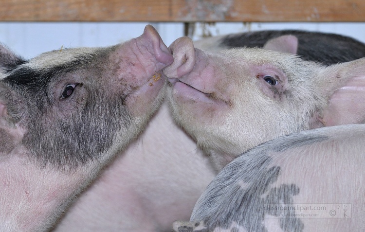 baby pigs at farm 30a