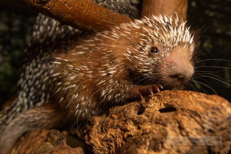 baby Prehensile-tailed porcupine