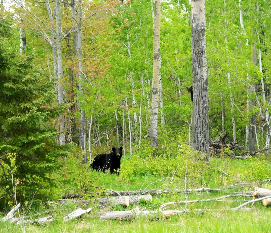 bear wisconsin