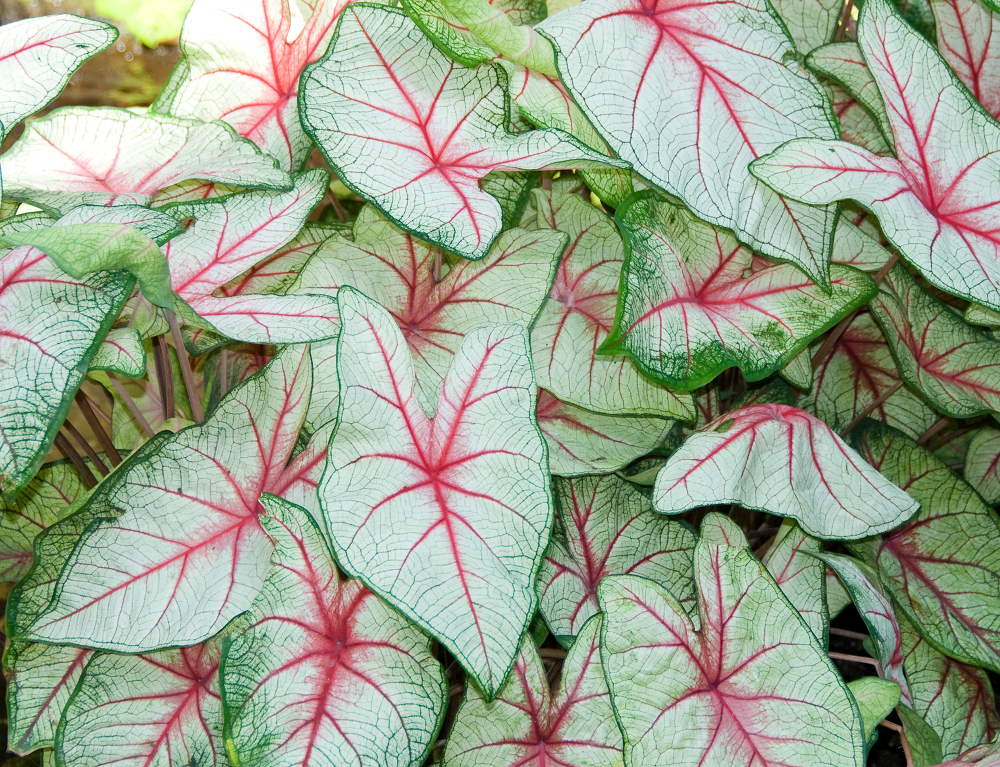 Lush caladium plants display their striking white pink and green leaves in a garden setting. Sunlight filters through enhancing their vivid colors and intricate patterns.