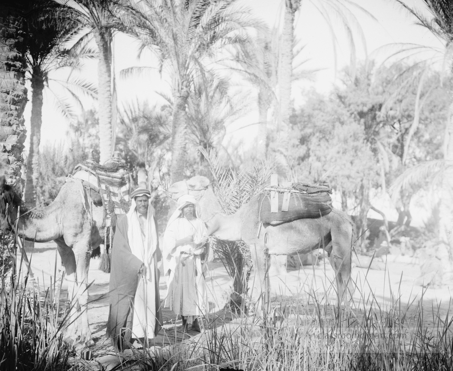 Bedouins and camels at oasis Sinai 