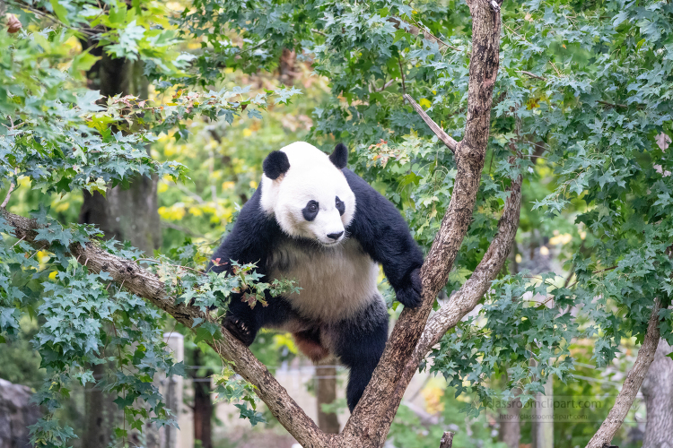 Bei Bei the Giant Panda climbing a tree