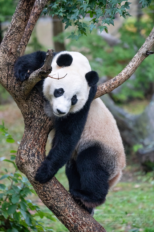 Bei Bei the Giant Panda resting his head on in a tree
