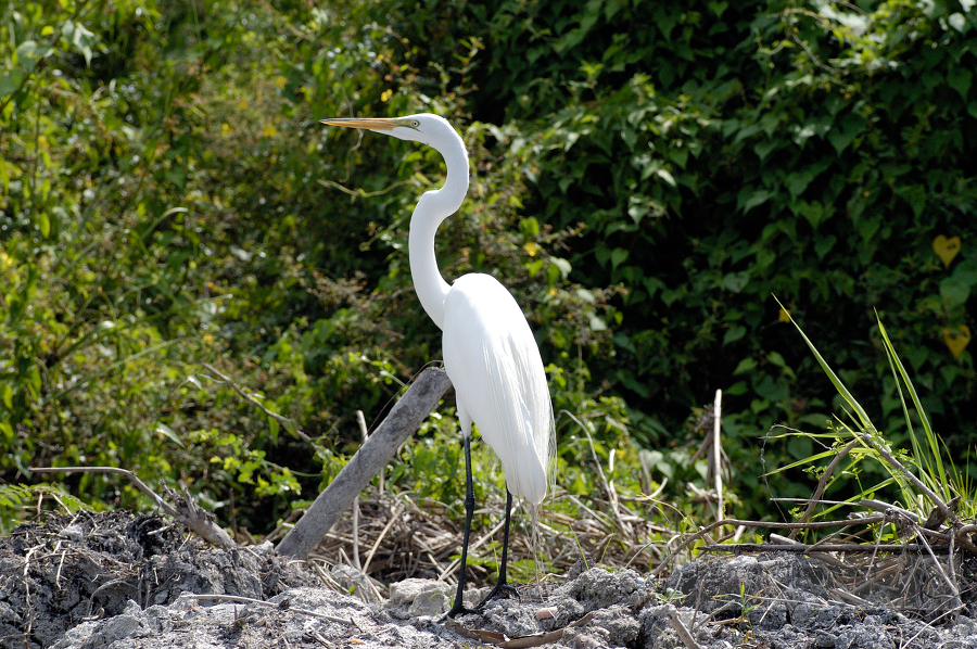 Belize