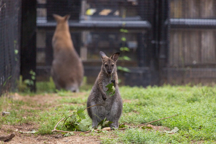 Bennetts wallaby joey
