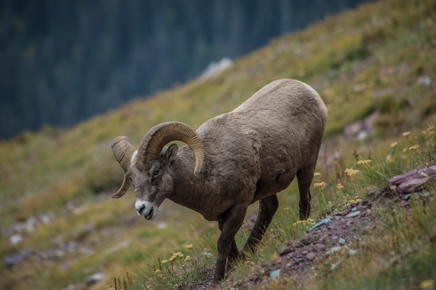 bighorn sheep on mountain
