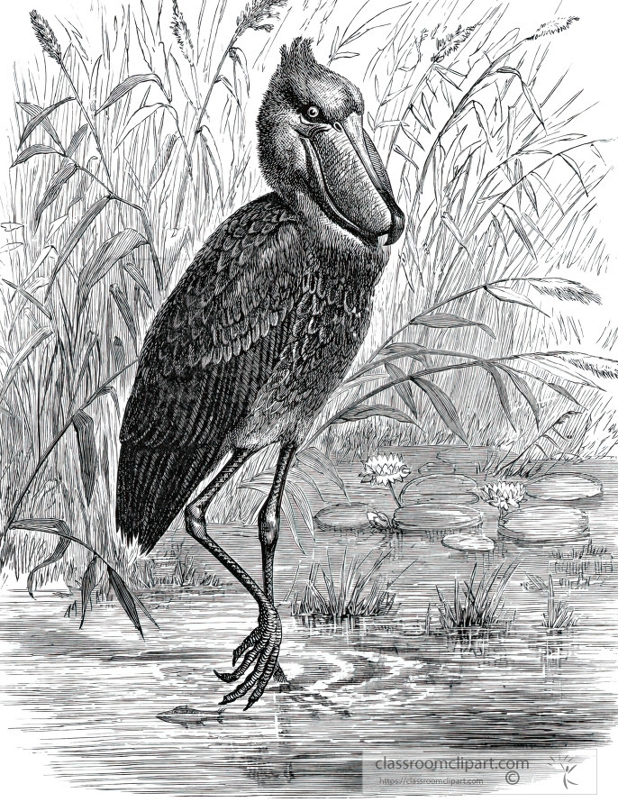 bird of the white nile historical illustration africa