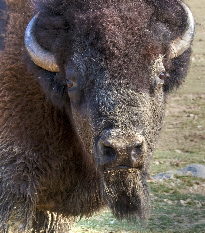 Bison