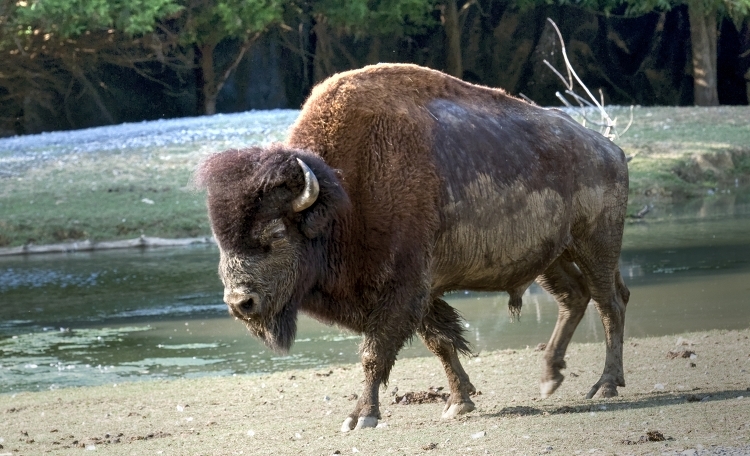 Bison