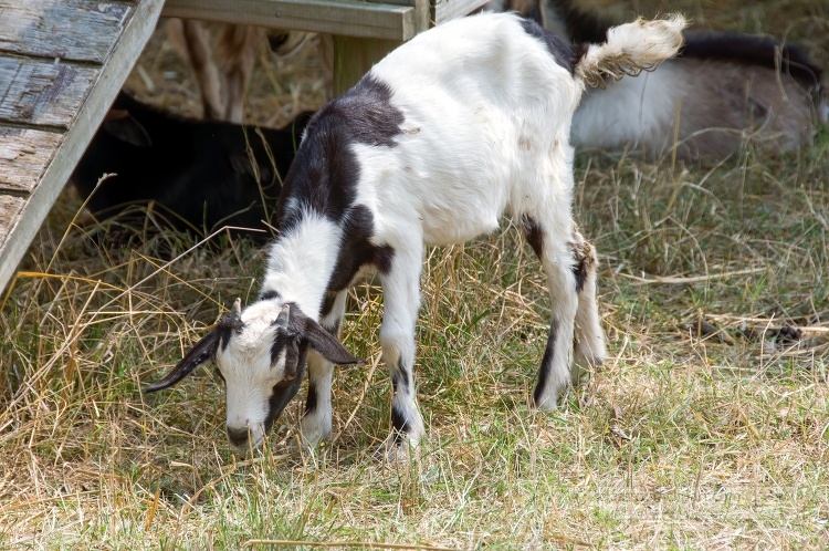 black and white goat grazing in a field