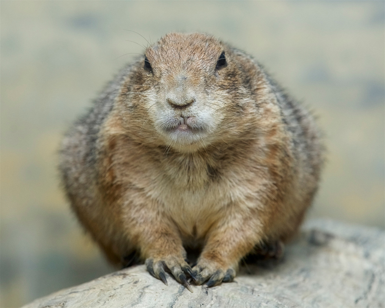 Black tailed Prairie Dog