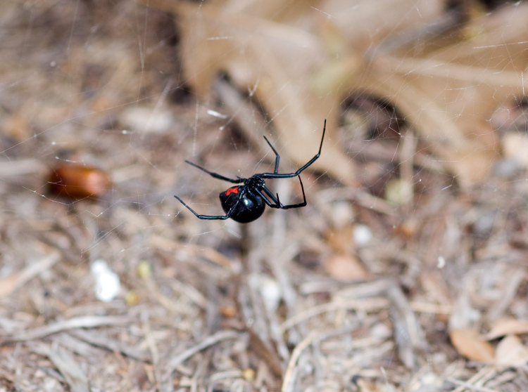 black widow spider shows large web