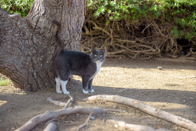 black-and-white-cat-standing-next-to-a-tree