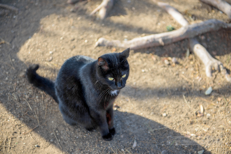 black-cat-sitting-on-the-ground