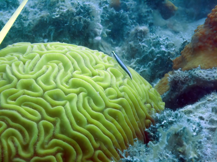 Brain Coral