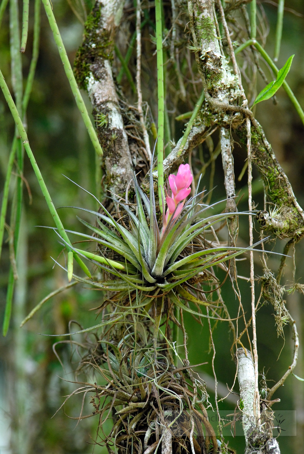 brazil botanical garden 04A