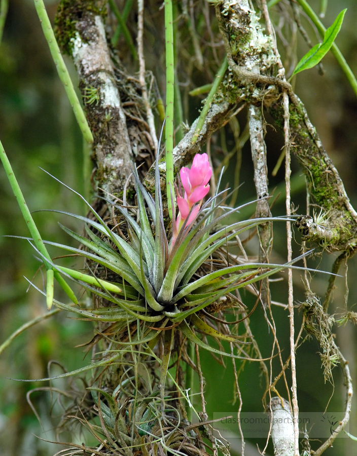 brazil botanical garden 04B