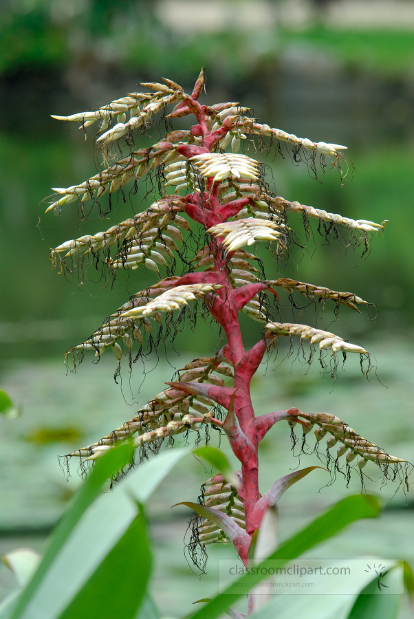 brazil botanical garden 07A