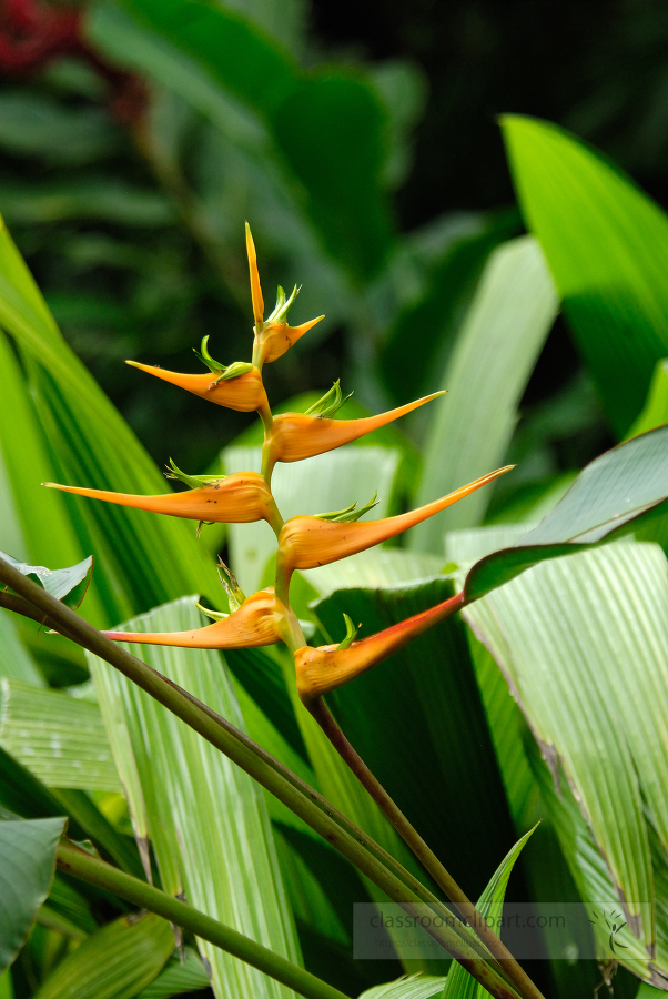 brazil botanical garden 14A