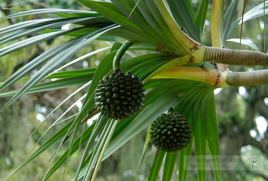 brazil botanical garden 21B