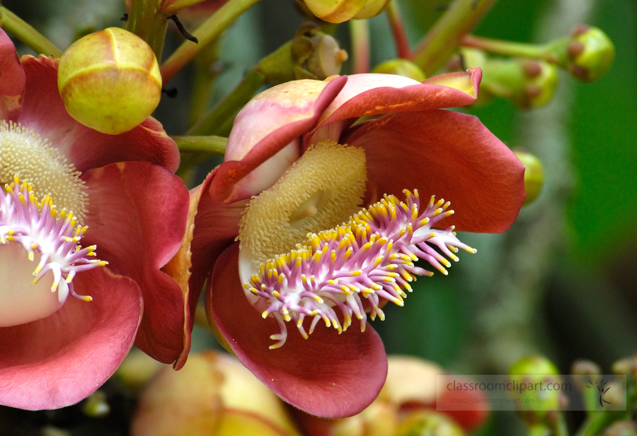 brazil botanical garden 28B