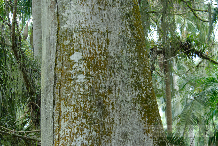 brazil botanical garden 30A