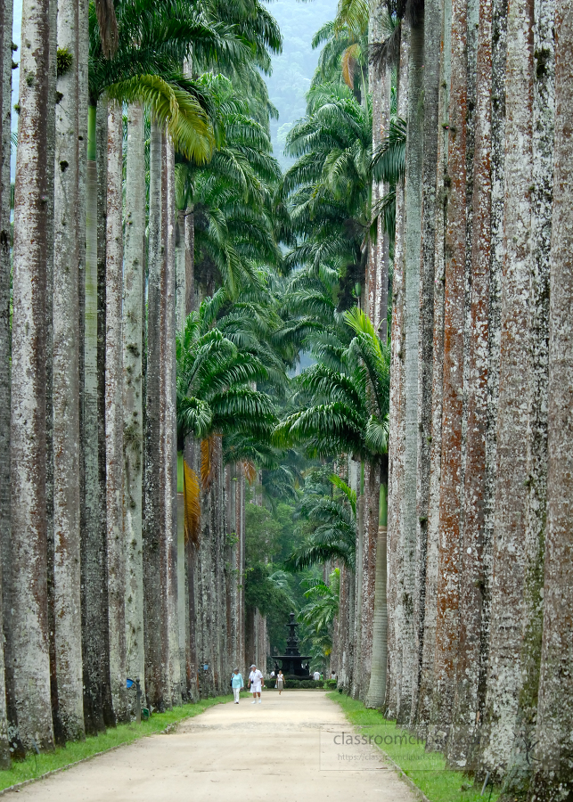 brazil botanical garden 35A