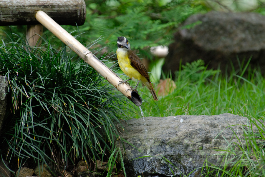 brazil botanical garden 40A