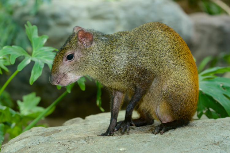 brazillian agouti