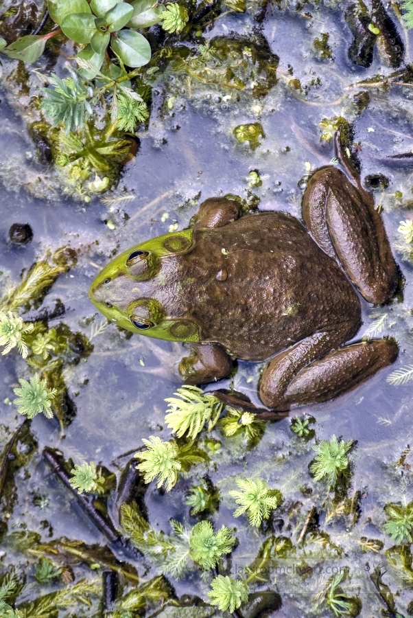 brown green spotted frog in marsh photo_25