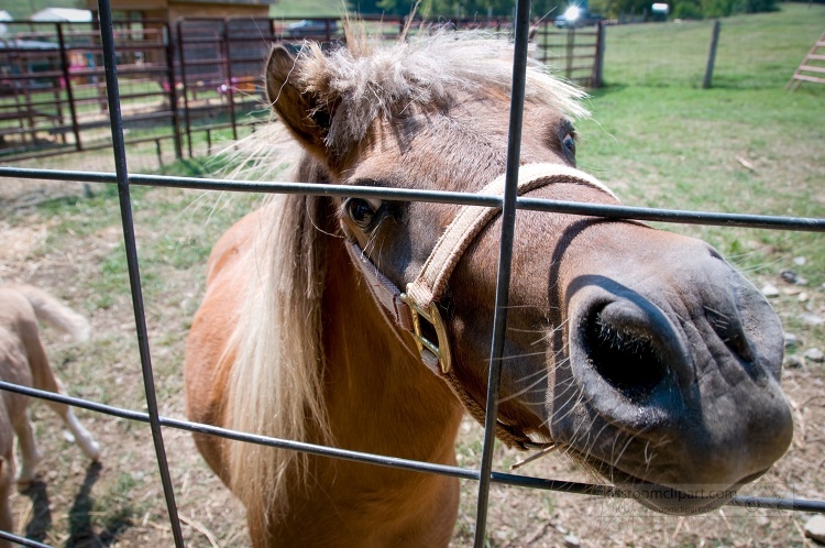 brown horse is looking through a fence