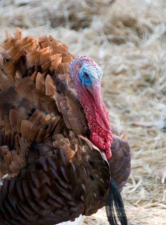 brown turkey with red and blue