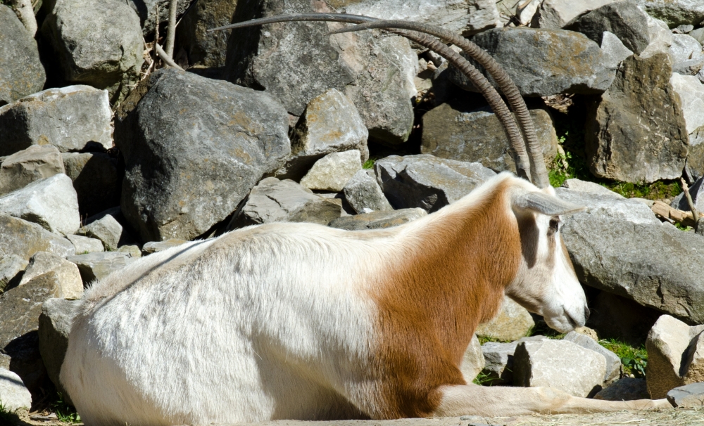 brown white goat sitting near rocks