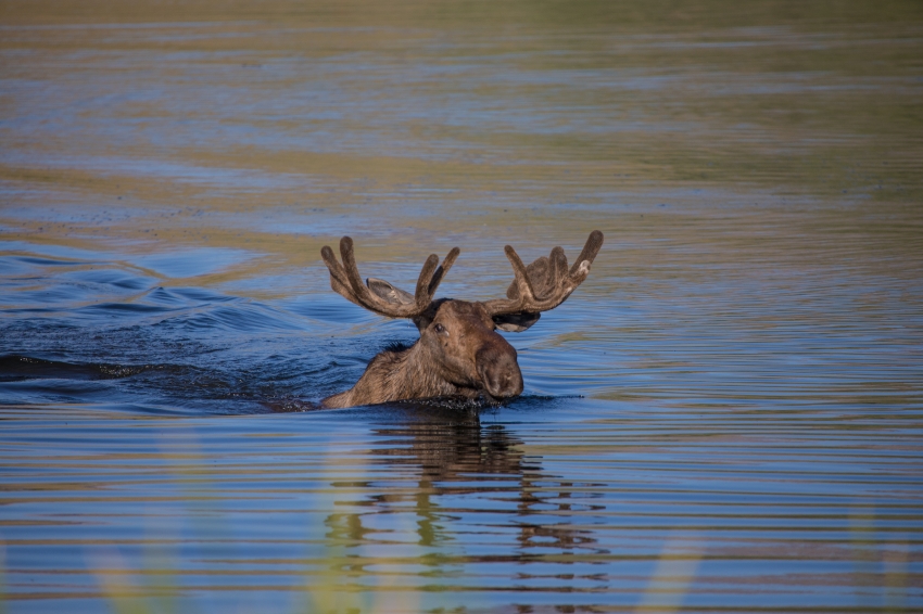 bull moose swimming in lake