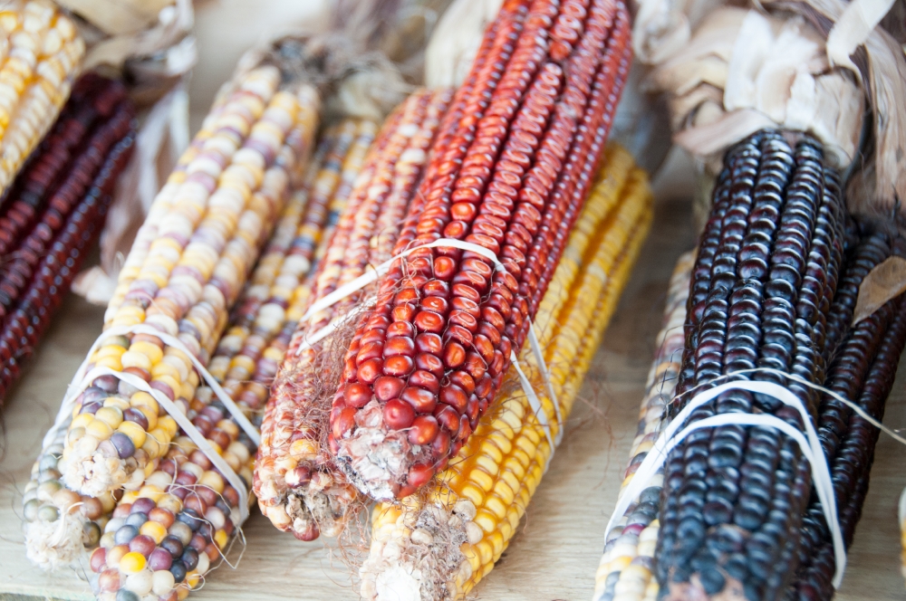 bunches of indian corn for sale
