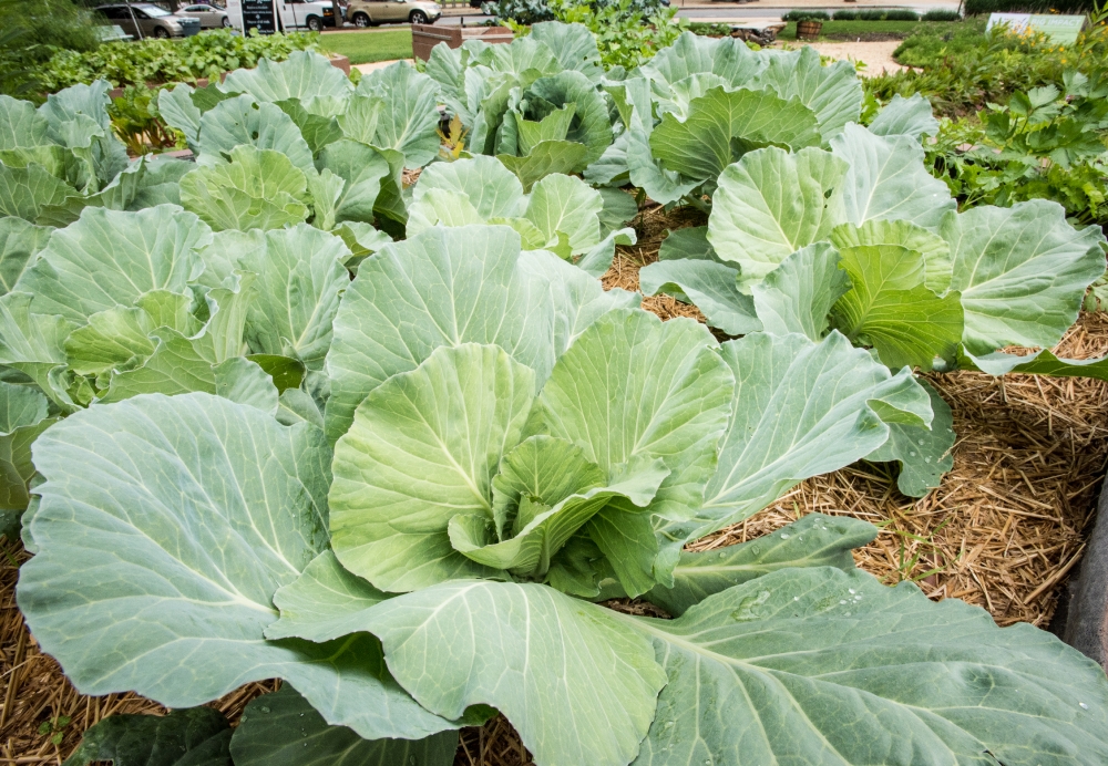 Cabbage growing
