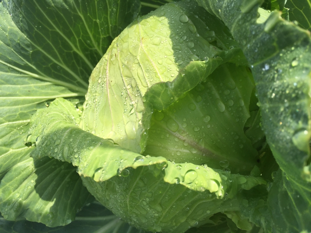 Cabbage growing in a raised bed garden