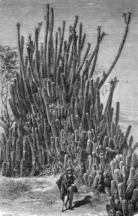 Cacti in the Desert of Atacama