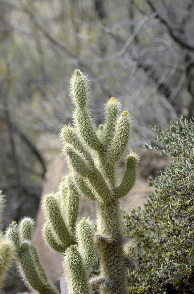 cactus plant 717A