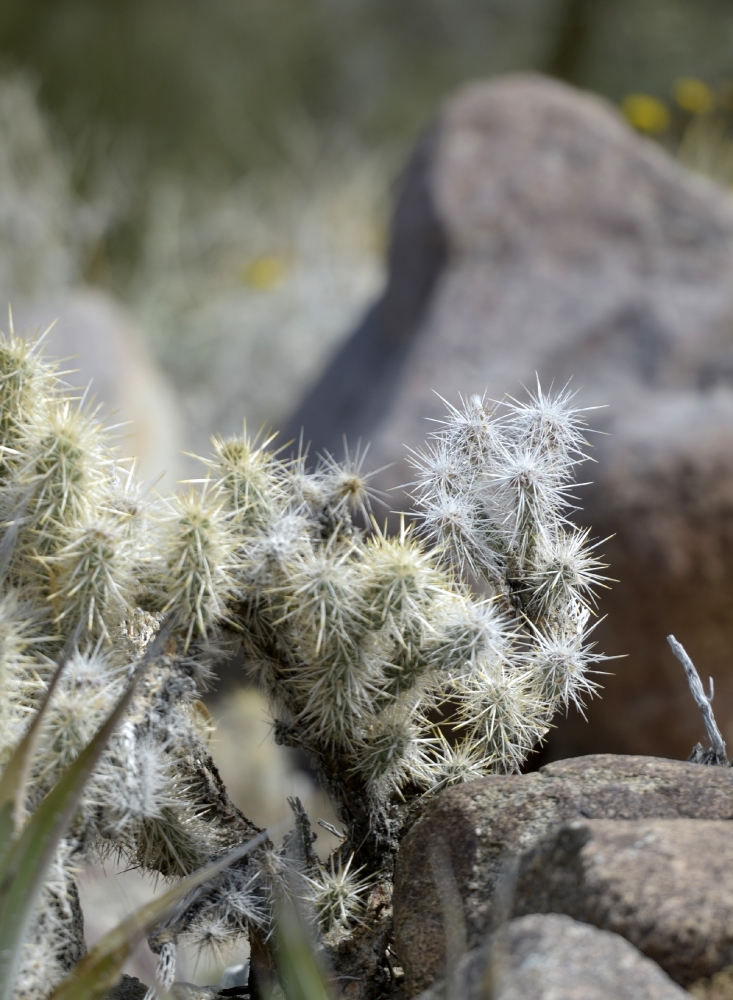 cactus plant 722A