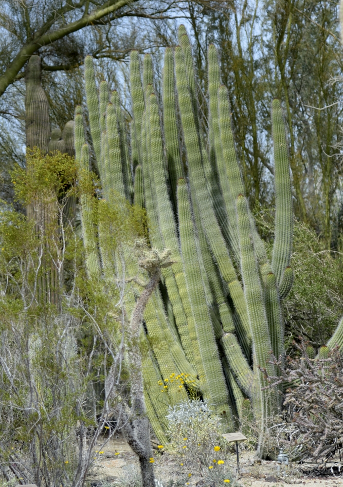 cactus plant 728A