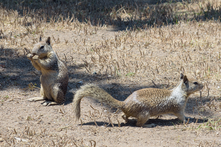 California Ground Squirrel