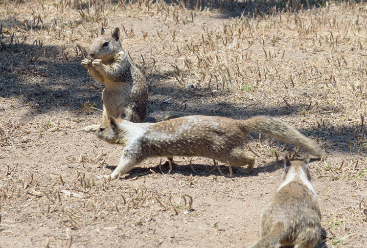 California Ground Squirrel