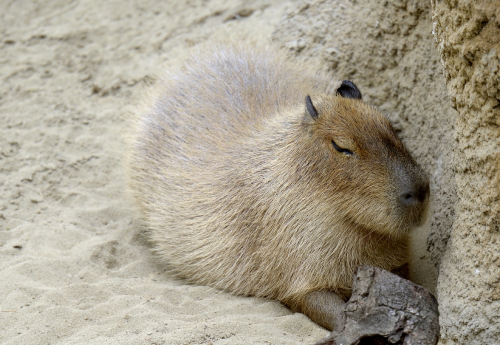capybara rests against wall