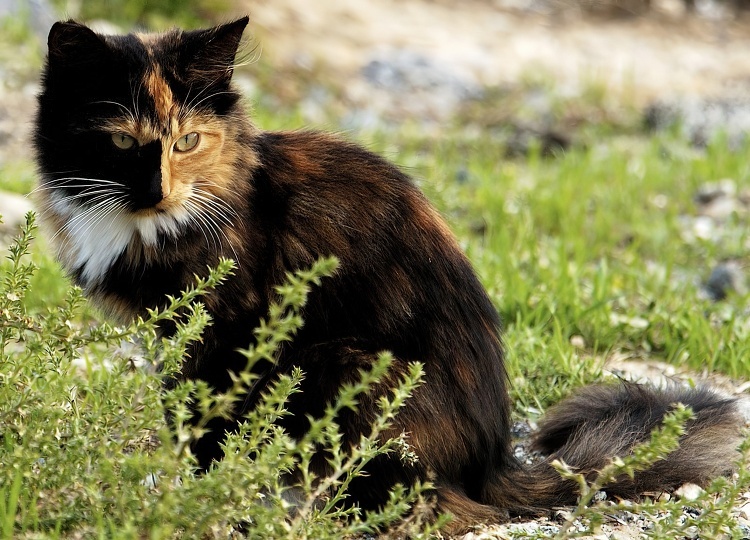 cat sitting in grassy area