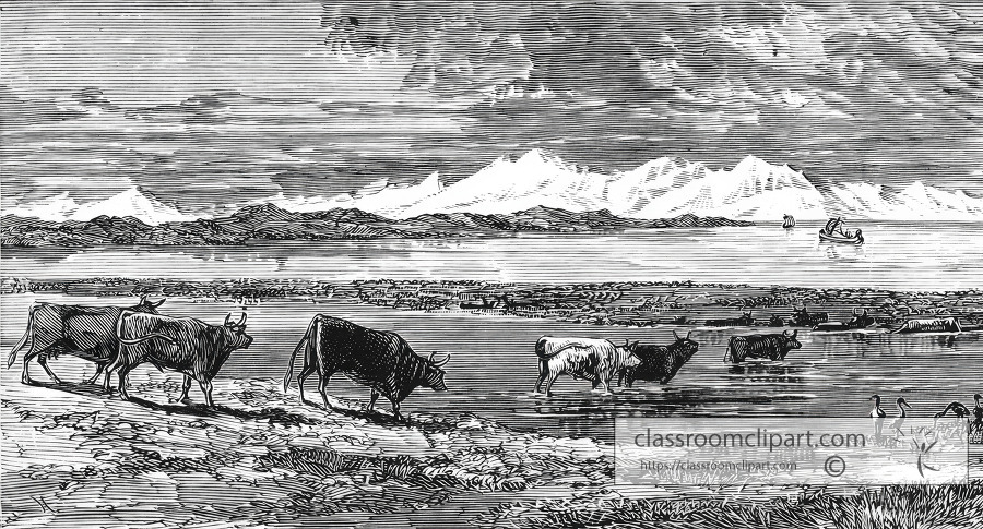 cattle feeding on rushes lake titicaca historical illustration