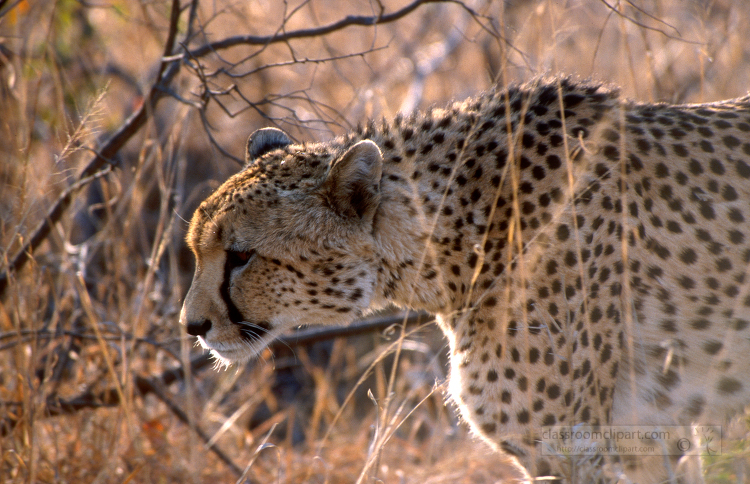 cheetah in the bush south africa
