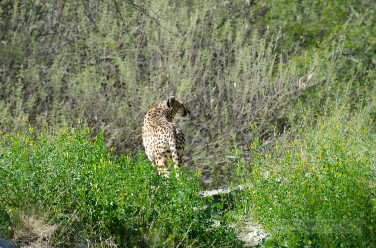 cheetah is standing in a field of grass