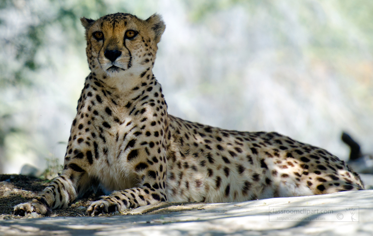 cheetah sitting on the ground in front of trees