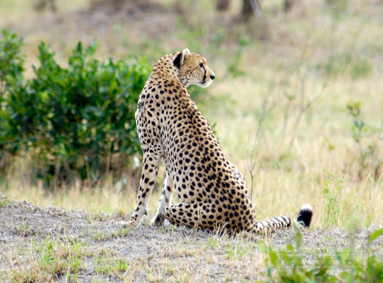 cheetah sitting on the ground in the savannah